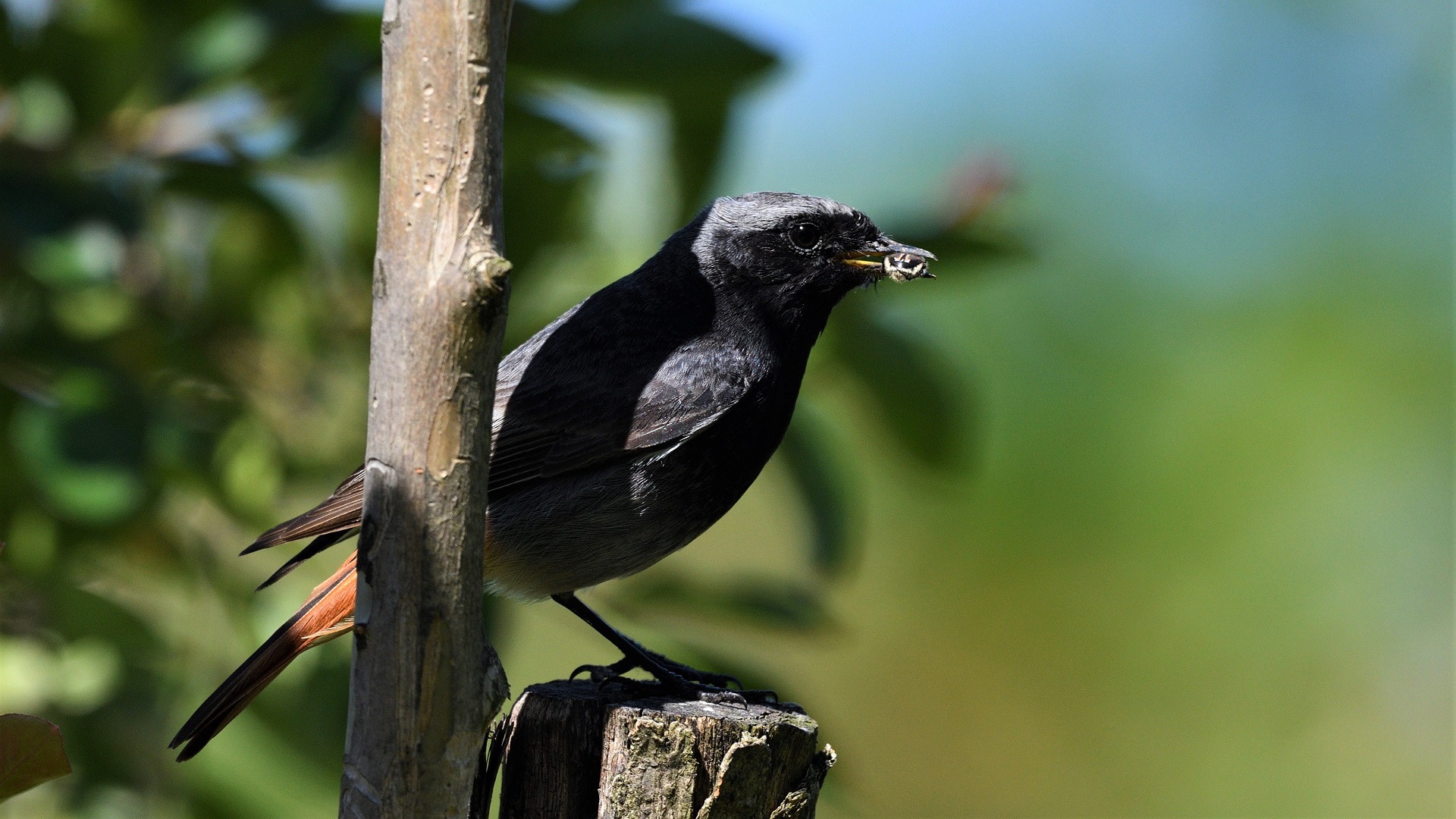 Black Redstart
